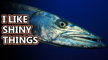 Barracuda facts: a torpedo-like fish | Animal Fact Files