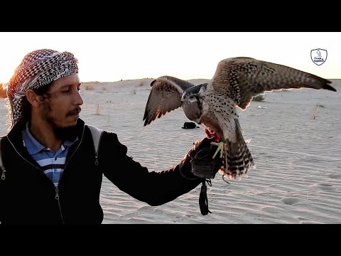 طريقة ترويض وتدريب الصقر للمبتدئين الجزء الثاني التنكيس الدعو بالخيط