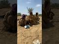 انظر ماذا يرفرف خلف الجمل والصبي يراقبه 