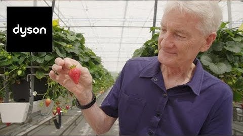How Dyson Farming produces British strawberries in Winter