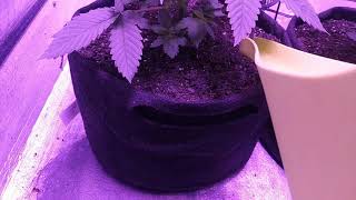 Budget Bagseed Closet Grow Day30...Watering time!