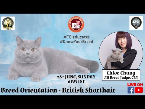 वीडियो: ब्रिटिश बिल्ली: नस्ल मानक
