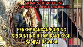 Perkembangan burung srigunting hitam dari kecil sampai dewasa || episode 6