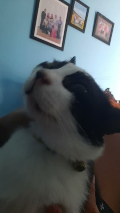 levan polka versi kucing