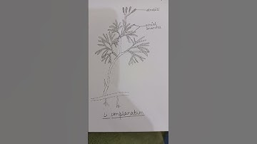 Lycopodium sp. #bio #bsc #practical #diagram #study #neet #viral #biology #student #artwork #art #ce