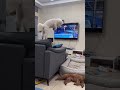 The dog has tons of skills#doglover #dogoftheday #funnydog