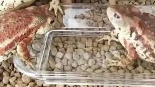 Toads Get Angry At Other Toad