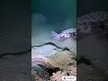 MYSTERY OF THE DEEP OCEAN 97 MYSTERY OF THE DEEP OCEAN 97