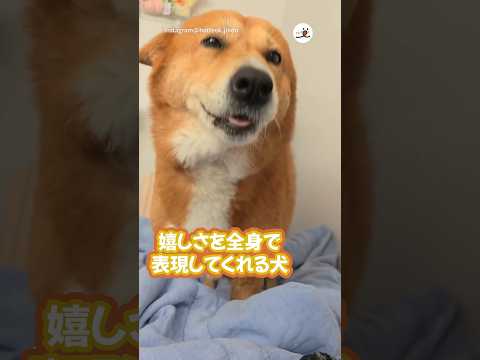 感情表現上手なワンコ🥹｜PECO #犬 #愛犬家 #犬のいる暮らし #dog #dogs #doglover #doglife