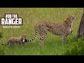 Wild Cheetah With SEVEN Cubs! | Maasai Mara Safari | Zebra Plains