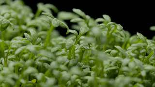 Healthy Food Cress Green Macro Shot 03 - Free (for commercial use) Footage - 4K