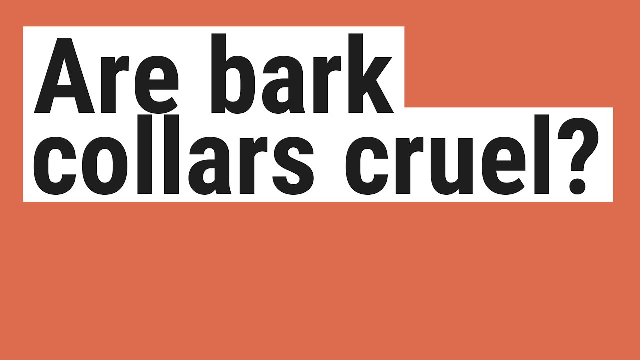 Are bark collars cruel? YouTube