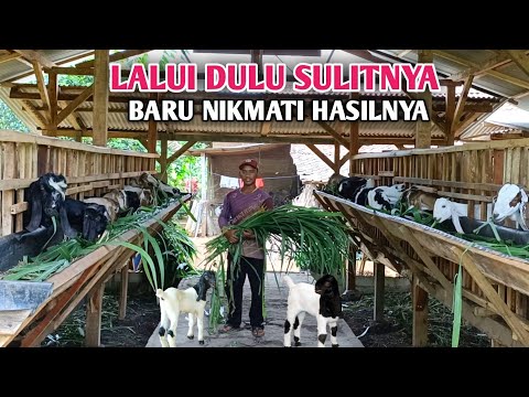 Video: Bolehkah anda menternak kambing dengan bapa yang sama?