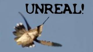 Amazing Hummingbird Flying Upside Down!