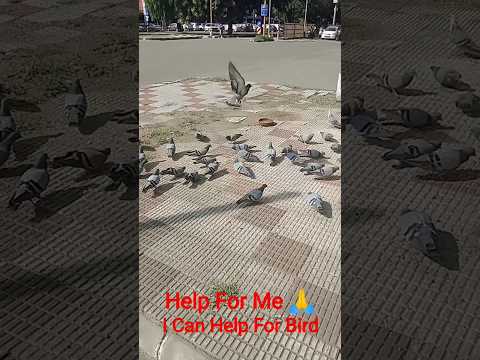 Help For Birds