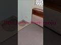 bed from rentmojo   #bed #gurgaon #rentomojo #mattress