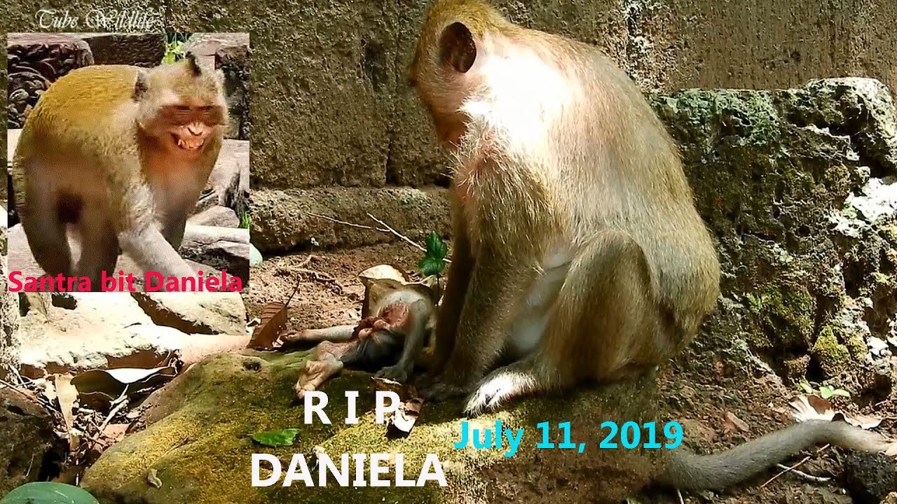 petco hours BAD NEWS! Adorable skinny baby DANIELA passed away cos gangster SANTRA monkey bit her till died.
