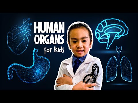 Human organs for