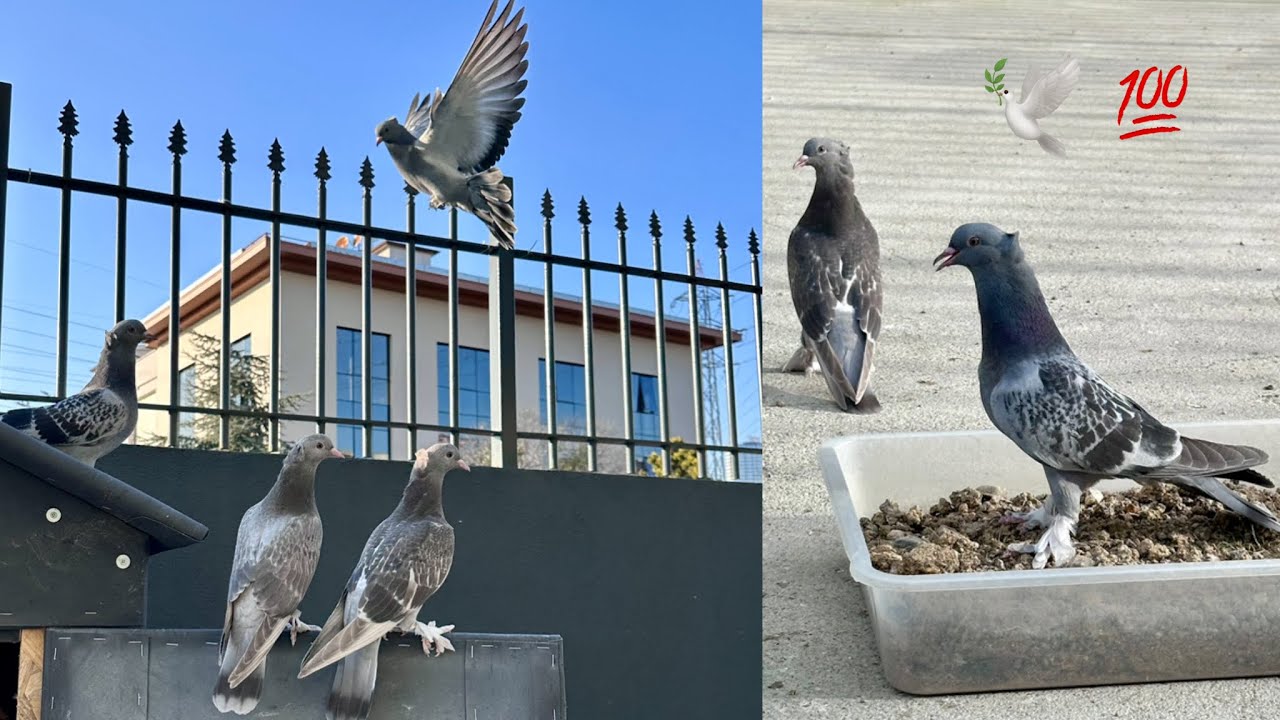 YAVRULAR UÇUMDA COŞTU 🤩 YENİ DAMIZLIK KÜMESİ DÜKKANIMIZ 💯 Taklacı Güvercin Oyunkuşu