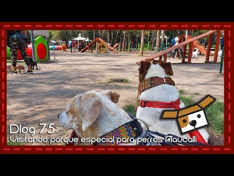 Dlog 75: Visitando parque especial para perros en Naucalli y abriendo WoofPack