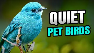 8 Quiet Pet Bird Species | Best Calm & Coll Pet Birds by Makoree Pet Corner 1,024 views 5 months ago 7 minutes, 20 seconds