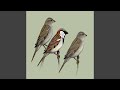 Bird call sparrow wrbel