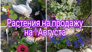 видео: РАСТЕНИЯ НА ПРОДАЖУ НА 1 АВГУСТА СКИДКА 10 % НА ВЕСЬ АССОРТИМЕНТ. картинка: РАСТЕНИЯ НА ПРОДАЖУ НА 1 АВГУСТА СКИДКА 10 % НА ВЕСЬ АССОРТИМЕНТ.