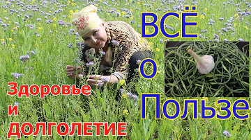 Собирайте их и запасайте на зиму! Польза чесночных стрелок.