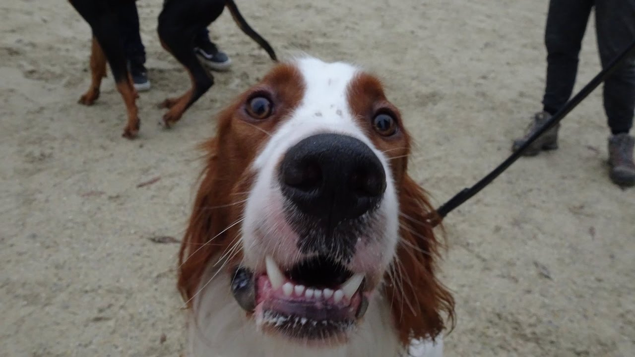 How Good Are Residential Dog Training How Good Are Residential Dog Training