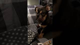 Precious Puppy Doesn’t Like Owner Filming Her