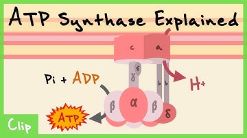 ATP Synthase Explained (PO Ratios, Fo & F1 Subunits, C-ring) | Clip