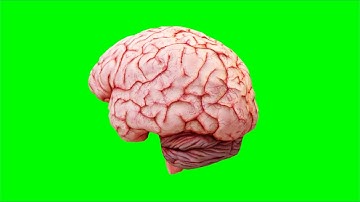 Animated 3D Brain (Rotating) - Free Green Screen