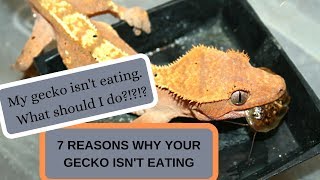 7 Reasons Why Your Gecko Isnt Eating