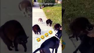 Download Lagu The gangster cats clips of them not playing but being a savages LOL 😂😂😂 #shorts #pets #funny #cats MP3