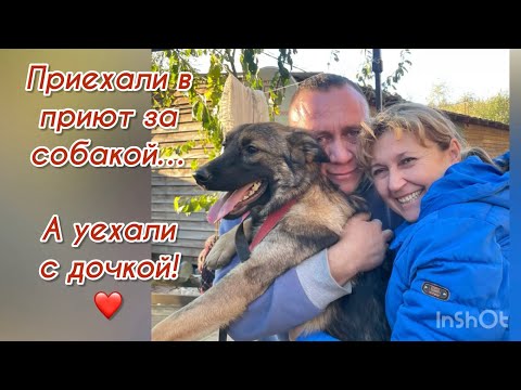Приехали в приют за собакой… а уехали с дочкой! ❤️ Приют для животных
