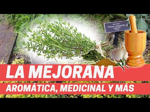 LA MEJORANA, PLANTA