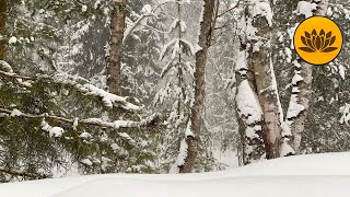 Winter forest, sound of falling snow and sound of a snowstorm for meditation. by Valley of Dreams 237 views 2 months ago 2 hours, 53 minutes