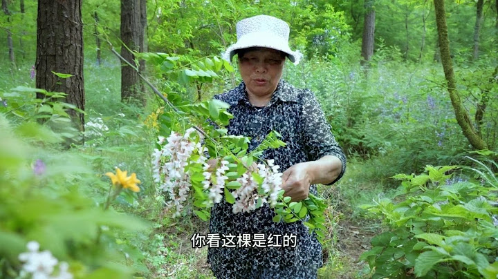 丈母娘摘洋槐花摆摊，喜欢吃的朋友还挺多，生意火爆忙得不停歇#丈母娘 #我的乡村生活 #洋槐花 #摆摊