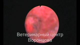 Опухоль мочевого пузыря у собаки. Цистоскопия Опухоль мочевого пузыря у собаки. Цистоскопия