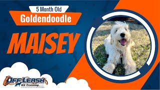 Puppy Power Unleashed: Maisey’s Journey to Canine Confidence in OKC! by Off Leash K9 Training of Oklahoma 37 views 12 days ago 3 minutes, 17 seconds