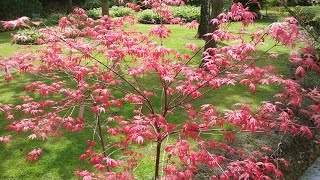 Acer palmatum 'Deshojo' video