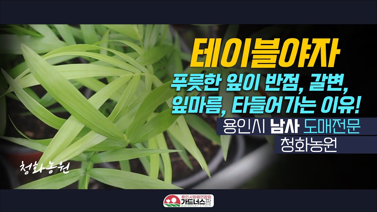 테이블야자 잎에 반점, 갈변, 잎마름, 타들어감이 생기는 이유는 모두 물이 문제입니다! - 청화농원