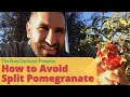 How to Avoid Split Pomegranates and Other Fruit Splitting Open - Backyard Orchard