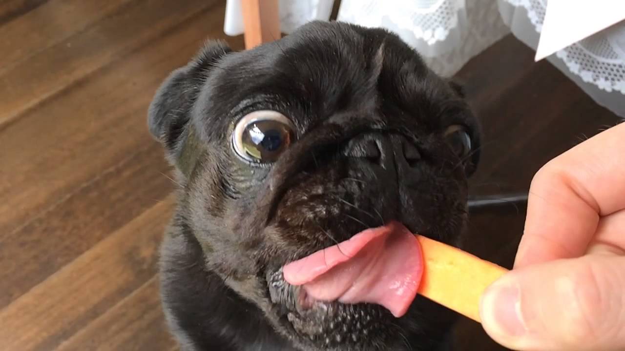 12 Harmful Things You May Be Doing to Your Pug Without Realizing It
