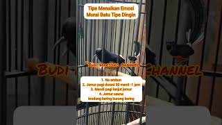 Cara Menaikan Emosi Murai Batu Tipe Dingin