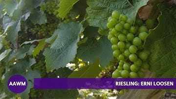 Riesling: German Winemaker Ernst Loosen Explains the Grape