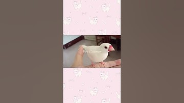 Các loại thú cưng nhỏ dễ nuôi ngoài mèo và chó - Pet Corner