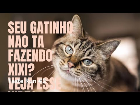 Vídeo: Teste De Urina: Por Que Testar A Urina Do Seu Gato