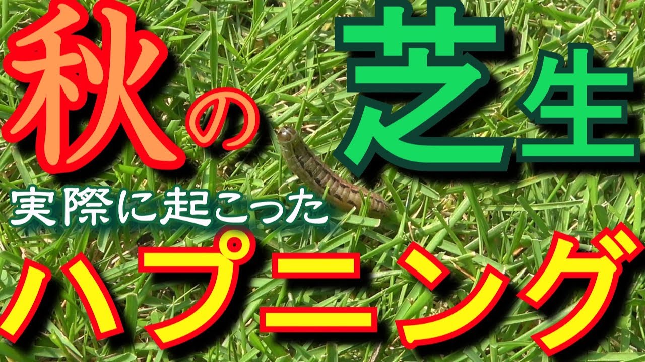 芝生の手入れ９月に起こったハプニングまとめ Youtube