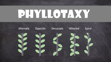 Types of Phyllotaxy | Plant Biology
